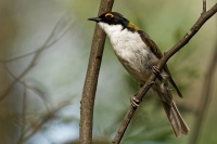 Kystracek blahovicnikovy - Melithreptus lunatus - White-naped Honeyeater 7380